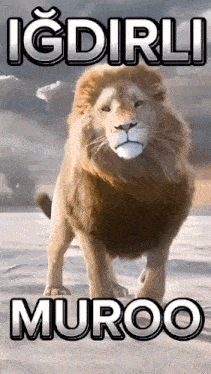 a lion is standing in the snow with a cloudy sky in the background and says muroo on the bottom