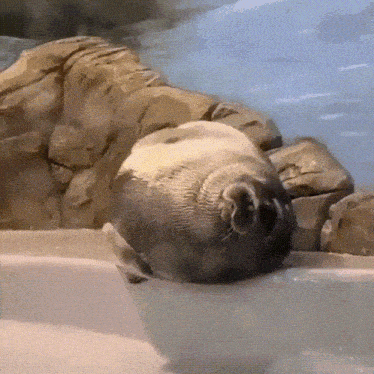 Dehy Seal Phoque Sleep Awaken Wake Up Asleep GIF - Dehy Seal Phoque Sleep Awaken Wake Up Asleep GIFs