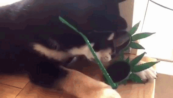 a black and white dog is playing with a green plant on a table