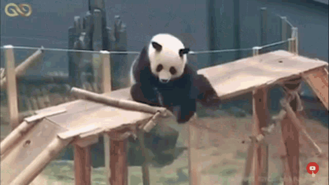a panda bear is standing on a wooden platform in a zoo .