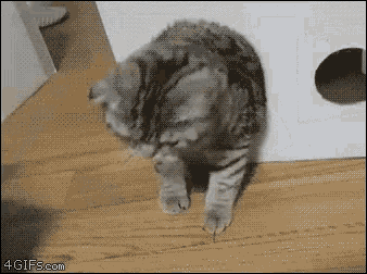 Funny Animals Cat GIF - Funny Animals Cat Funny GIFs