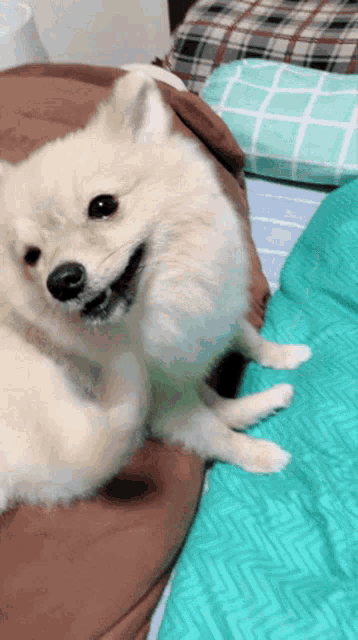 a pomeranian dog is laying on a bed with a plaid blanket
