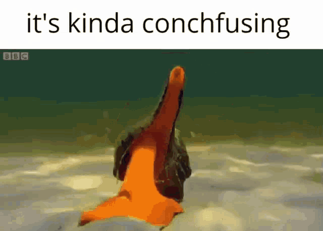 a duck is swimming in the water and the caption says it 's kinda conchfussing