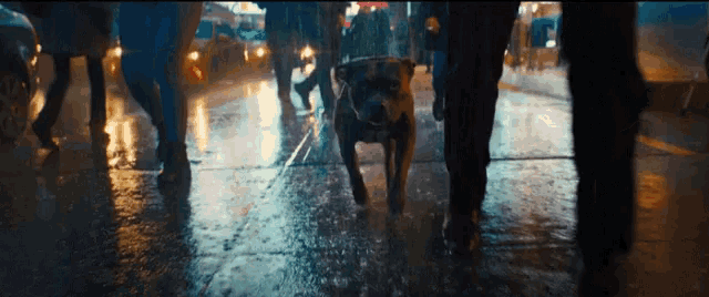 a dog on a leash walks down a wet street