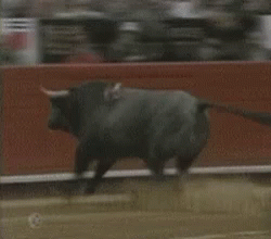Animals Bull GIF - Animals Bull GIFs