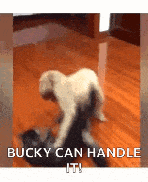 a dog is playing with another dog on a wooden floor and the caption says bucky can handle it .