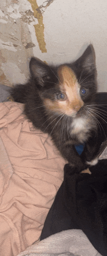 a calico cat with blue eyes is laying on a blanket