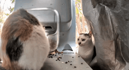 two cats are eating out of a feeder and one of them is looking at the camera
