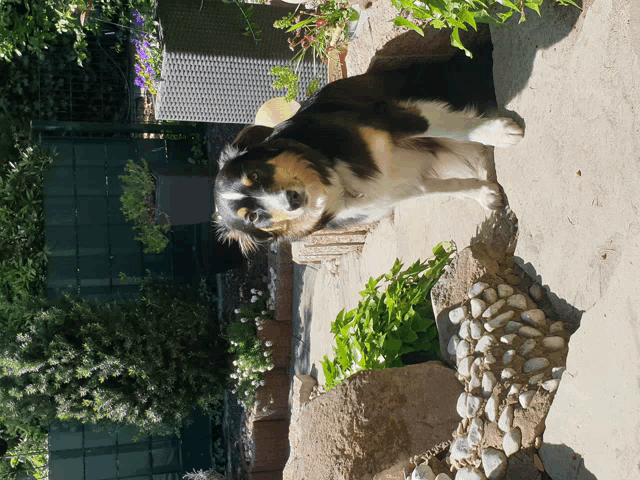 a black and white dog is standing on a rock