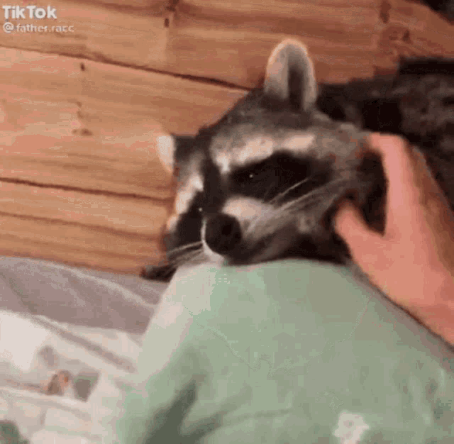 Cute Petting GIF - Cute Petting Raccoon GIFs