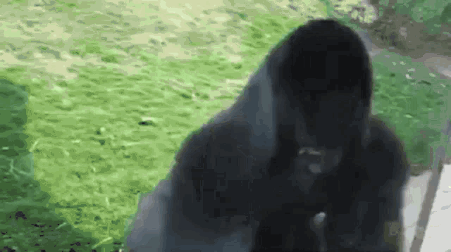 Funny Gorilla GIF