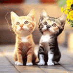 Kitten Groom GIF - Kitten Groom Love GIFs