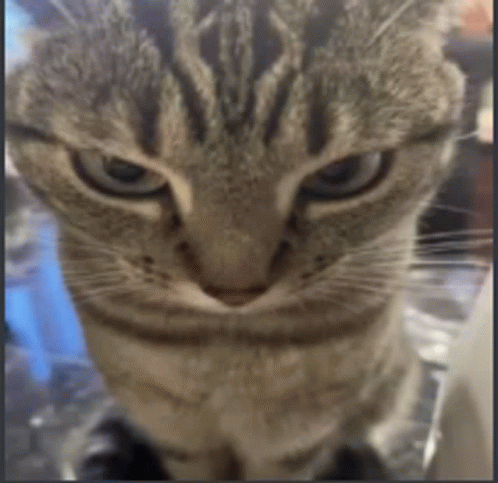 Angry Cat Angry Wide Cat Meme GIF - Angry Cat Angry Wide Cat Meme Angry ...