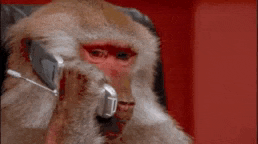 a monkey is talking on a cell phone while wearing a headset