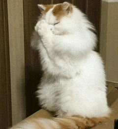 a fluffy white and orange cat is praying with its paws folded