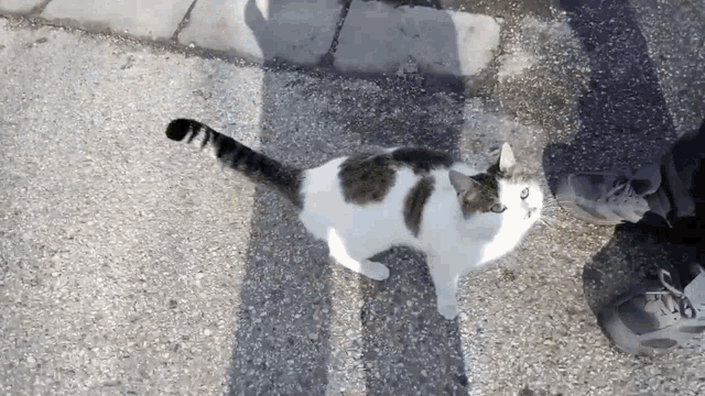 a cat standing on a gravel road looking up