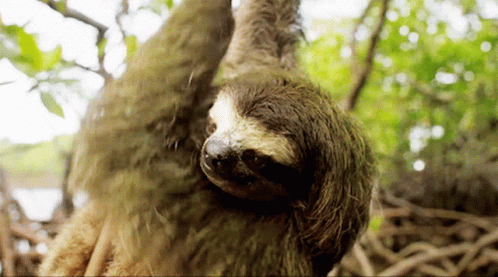 Bbcearth Sloth GIF - Bbcearth Sloth Animal GIFs