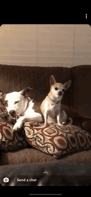 two dogs are sitting on a couch with the words send a chat on the bottom right