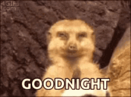 a meerkat is standing in front of a tree trunk and says goodnight .