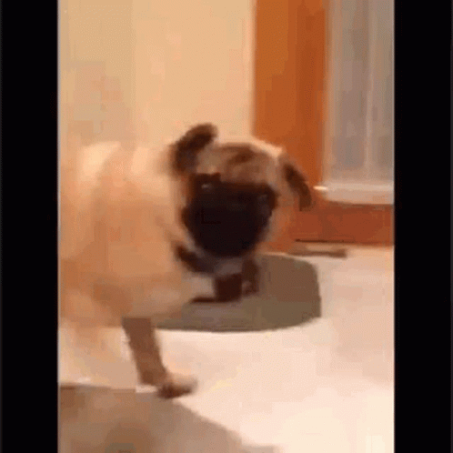What The Hell Damn GIF - What The Hell Damn Pug GIFs