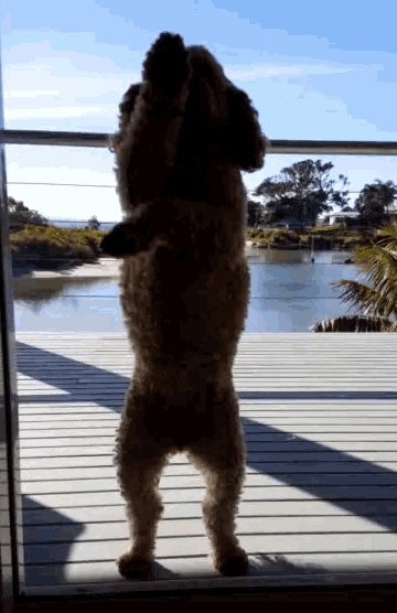 a dog standing on its hind legs looking out a window at a body of water