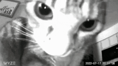 a black and white photo of a cat with the date 2022-07-17
