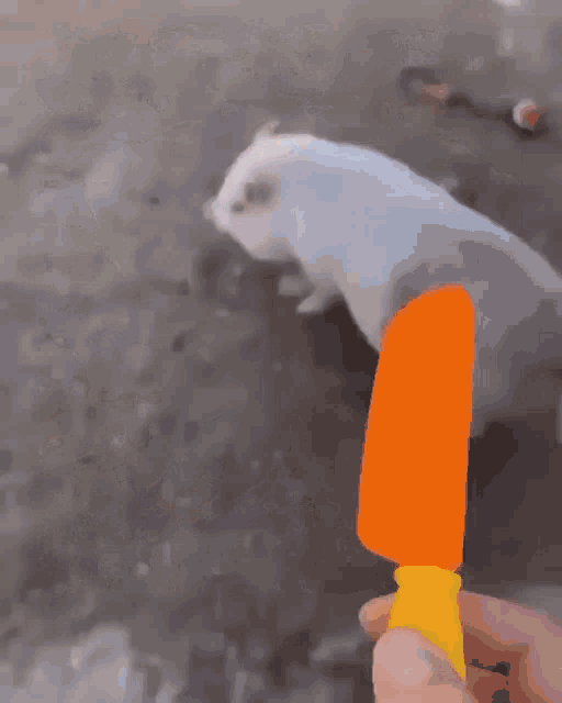 a person is holding an orange ice cream cone in front of a white pig