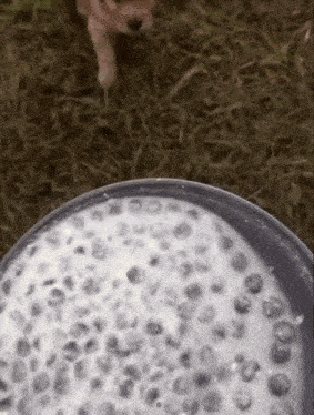 a puppy is standing in the grass next to a bowl of blueberries