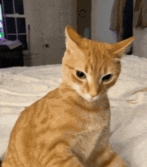 a cat sitting on a bed looking at the camera