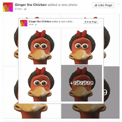 ginger the chicken added a new photo to facebook