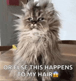 a fluffy cat is sitting on a wooden table with the words `` or else this happens to my hair '' .