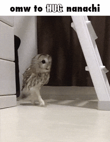a picture of an owl that says omw to hug nanashi