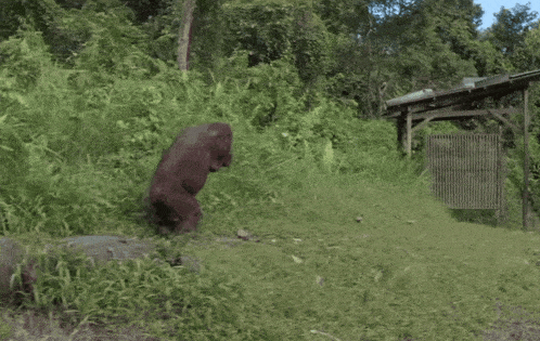 a bear is laying in the grass near a wooden fence