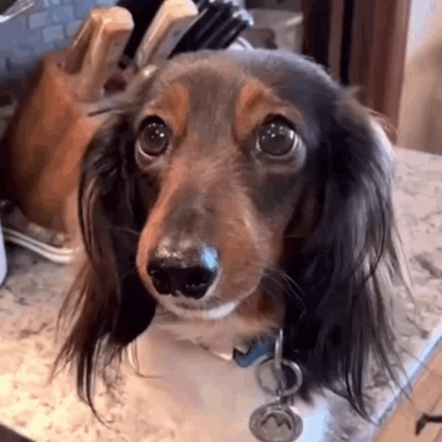 Cute Dog Dog GIF - Cute Dog Dog Dog Staring GIFs