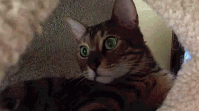 Angry Cat - Game GIF - You Think This Is A Game Cat Attack GIFs