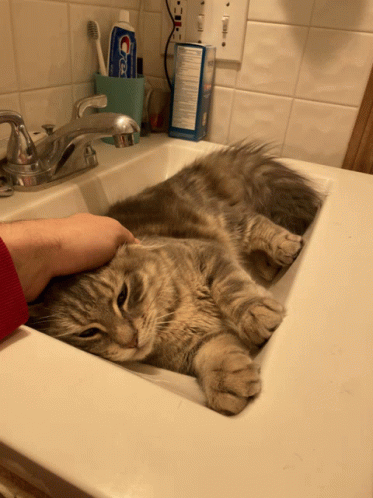 Cat Love GIF - Cat Love GIFs