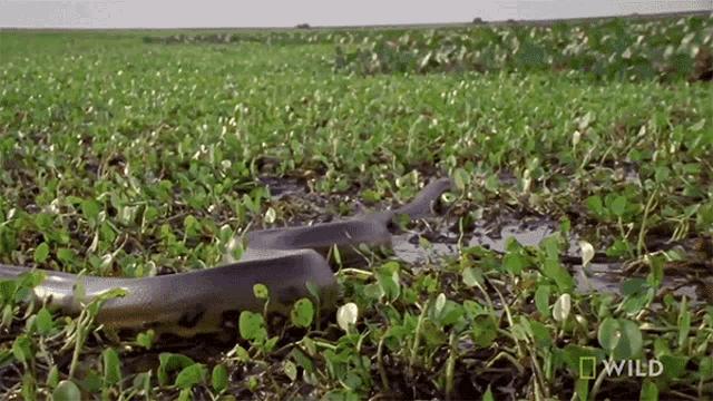 Slithering Monster Snakes GIF - Slithering Monster Snakes On My Way GIFs