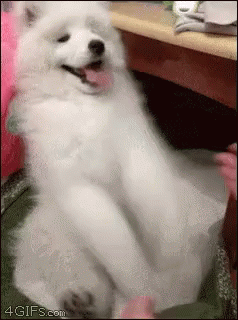 Spitz GIF - Dog Cute Play GIFs