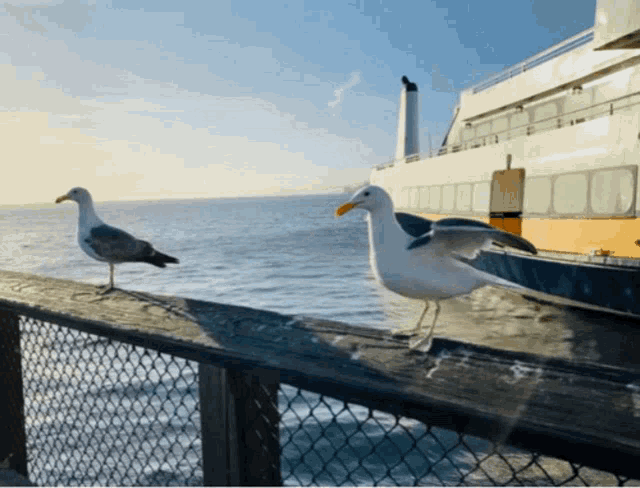 two seagulls are standing on a fence looking out over the ocean