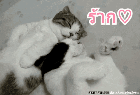 a couple of cats hugging each other with a pink heart above them