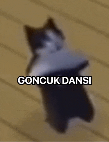 a cat is standing on its hind legs on a wooden floor with the words goncuk dansi written above it .