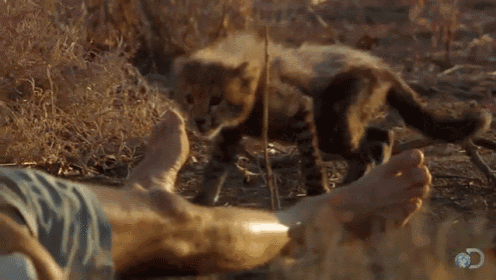 Be Wary Of The Foot GIF - Cheetah Cub Baby GIFs