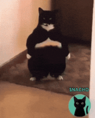 a black and white cat is standing on its hind legs with a nacho logo in front of it