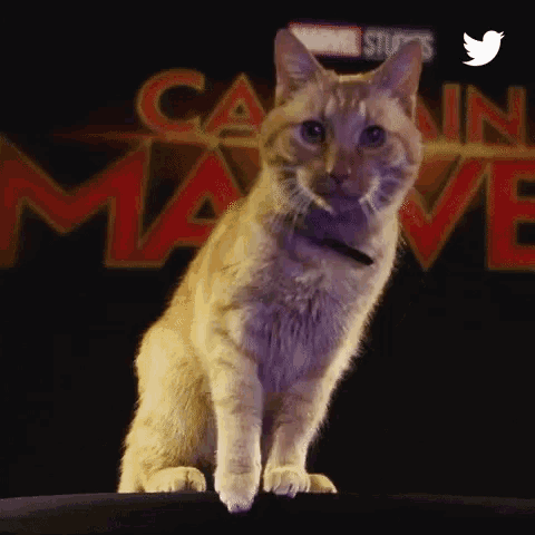 a cat is sitting in front of a captain marvel poster