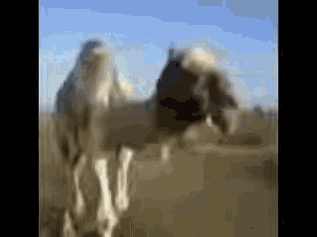 Arabfunny Camel GIF - Arabfunny Camel Funny GIFs