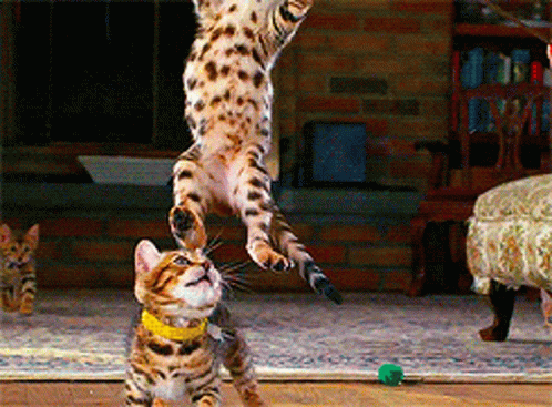 Cat Pounce GIF - Cat Pounce Jump GIFs