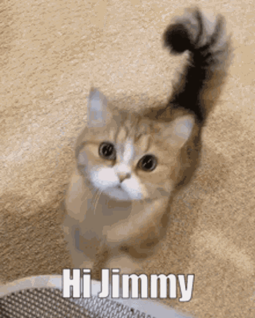 Hi Kitty GIF - Hi Kitty Hi Jimmy GIFs