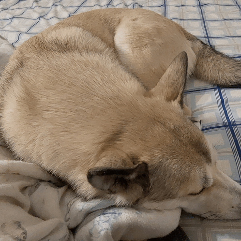 Hadassa Alison Zarya The Laika GIF - Hadassa Alison Zarya The Laika Sleeping Dog GIFs