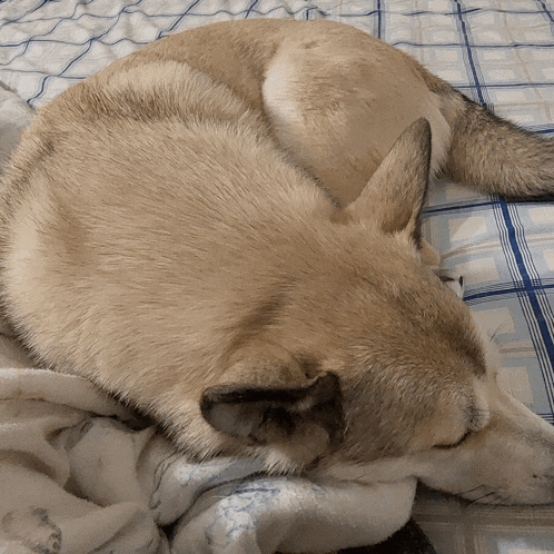 a dog laying on a bed with a blue and white checkered blanket