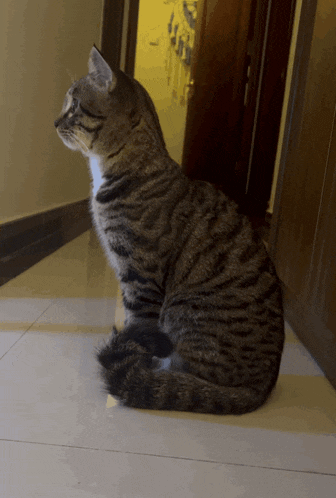 a cat is sitting on a tiled floor and looking at something